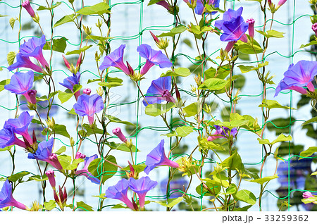 朝顔 グリーンカーテン ネット 花の写真素材