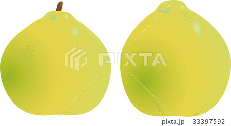 西洋かりんの写真素材