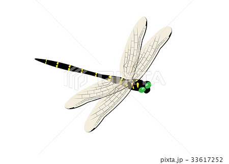 オニヤンマ トンボのイラスト素材