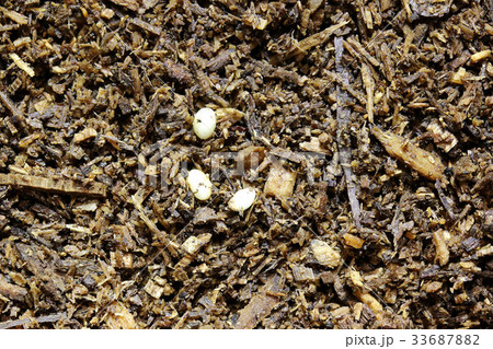 コガネムシ科 カブトムシ 卵の写真素材