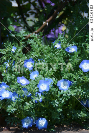 瑠璃唐草 ネモフィラ ベビーブルーアイズ 花の写真素材