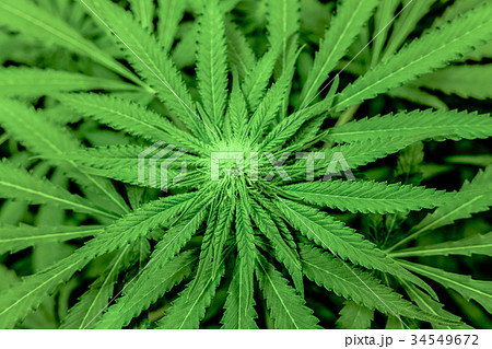 大麻草の写真素材