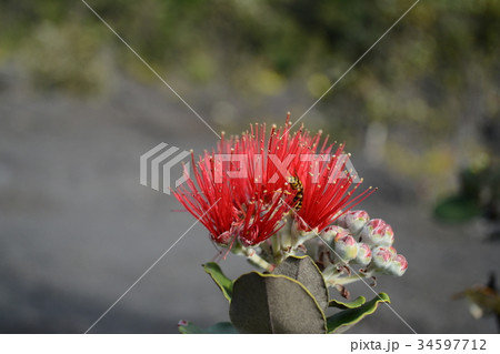 レフア 花 赤 ハワイ島の写真素材