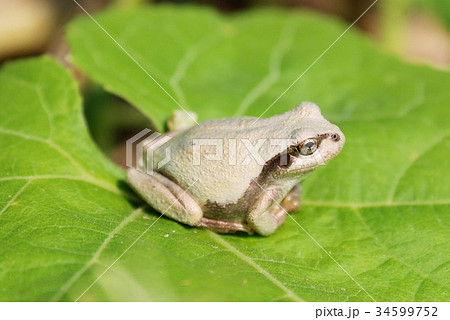 カエル 擬態 蛙 生態の写真素材