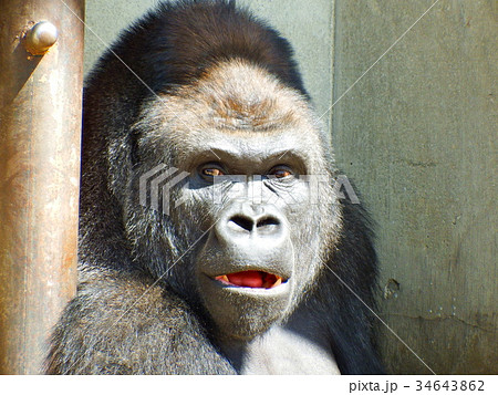 MONKEY MARK ポーズするブルーゴリラ A1サイズ spier 5.9 '' /15cm Anime Figure Toys ，Latex Monkey Gorilla Toys