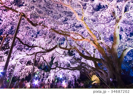 六義園・しだれ桜の写真素材 - PIXTA