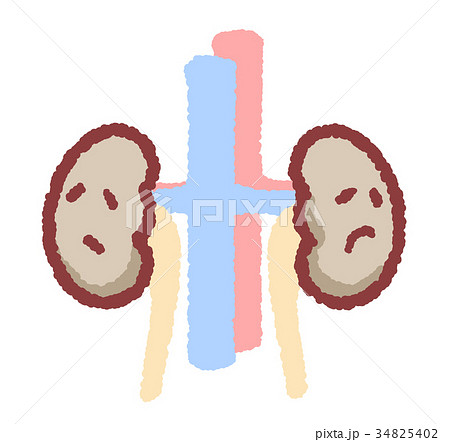 泌尿器 腎臓の写真素材
