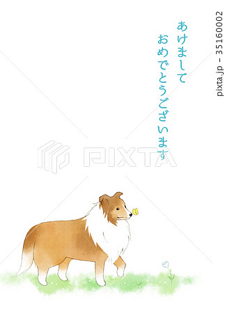 シェルティのイラスト素材