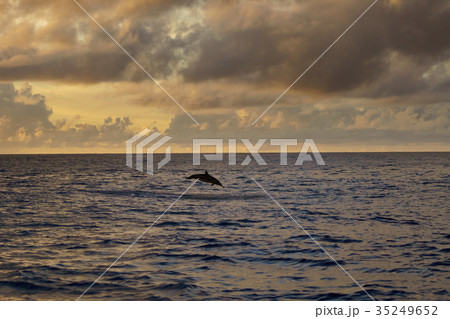 イルカ ハシナガイルカ 海 夕焼けの写真素材