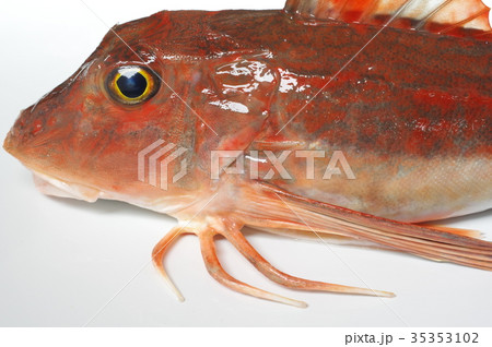 キミヨ 魚 海水魚の写真素材 キミヨ 魚 海水魚の写真素材