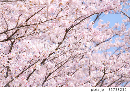 最高かつ最も包括的な桜の木 イラスト リアル 動物の島