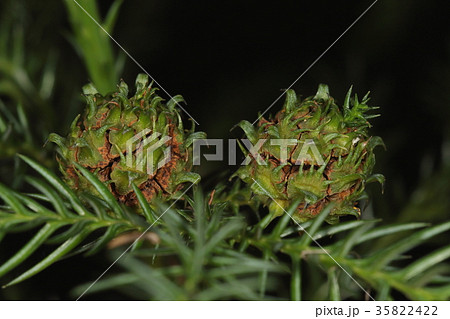 杉ぼっくりの写真素材 - PIXTA