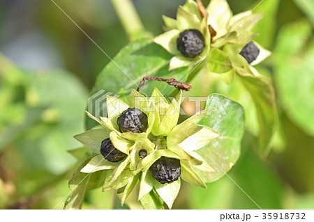 オシロイバナ 種 植物 黒い種の写真素材