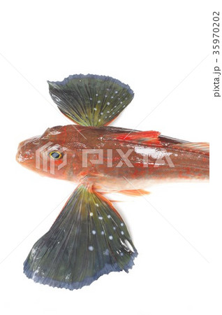 キミヨ 魚 海水魚の写真素材 キミヨ 魚 海水魚の写真素材