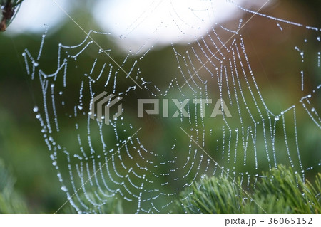 虫 蜘蛛 くも 透明の写真素材