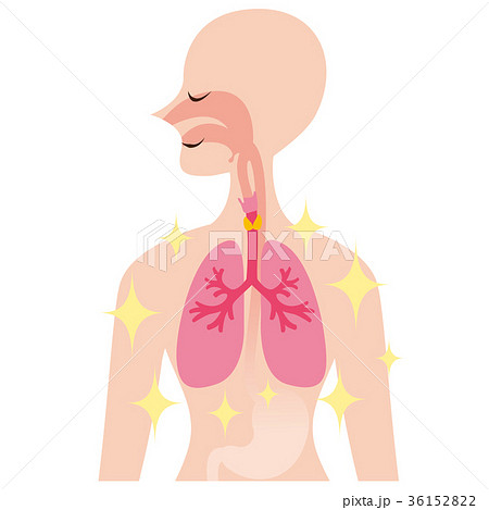 気管のイラスト素材