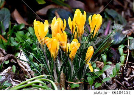 クロッカス 別名 花サフラン 春サフランの写真素材
