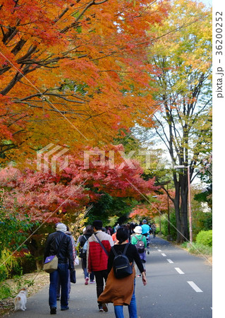 狭山 境緑道の写真素材