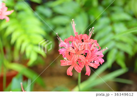 花 ネリネ オレンジ色 自然の写真素材