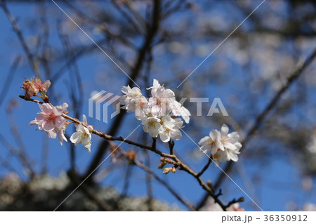 花 枝 桜 枝葉の写真素材