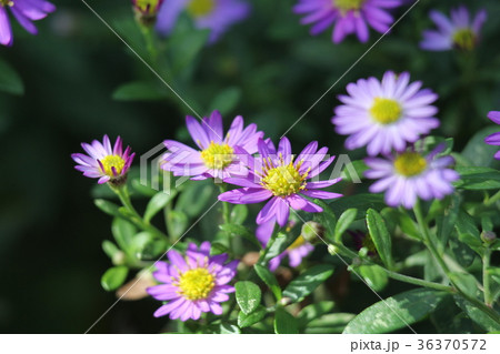 野菊 紫色 花 秋の写真素材 - PIXTA