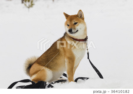 日本犬 ペット 愛玩動物 ゆきの写真素材