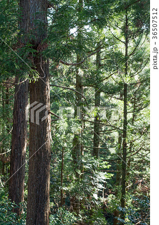 杉の木の写真素材