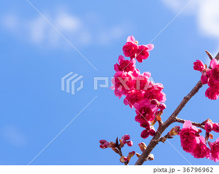 八重寒緋桜の写真素材