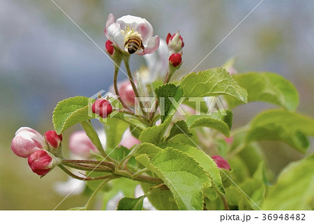 林檎の花の写真素材