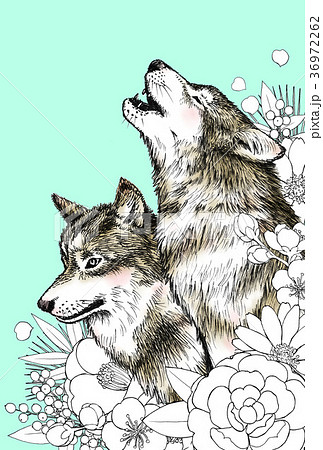 狼 遠吠え ハイイロオオカミ タイリクオオカミのイラスト素材 Pixta