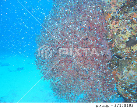 リュウキュウイソバナの写真素材 - PIXTA