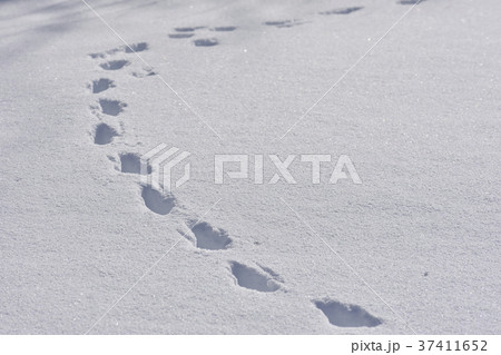 動物の足跡 雪の写真素材