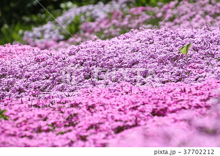 芝桜 花 五月 薄紫の写真素材
