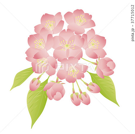 葉桜のイラスト素材