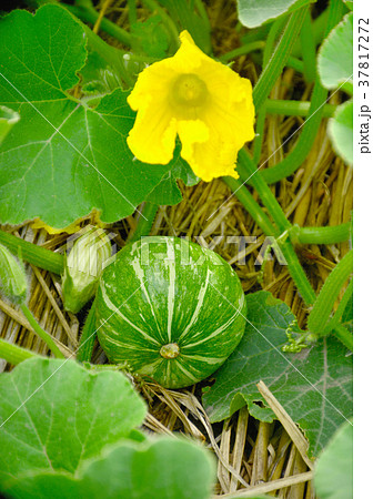 カボチャの花の写真素材 Pixta