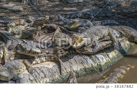 群れ ワニ 爬虫類 日向ぼっこの写真素材