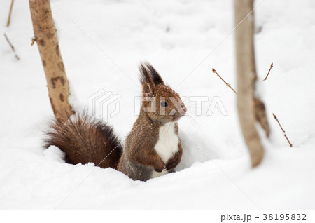 エゾリス かわいい 雪 真冬の写真素材