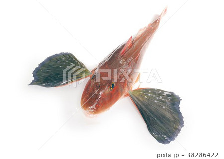 キミヨ 魚 海水魚の写真素材 キミヨ 魚 海水魚の写真素材