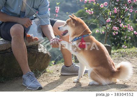 柴犬 おすわり 犬 後ろ姿の写真素材