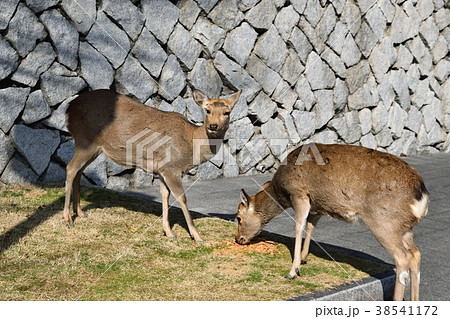 ツノは毎年生え変わるの写真素材