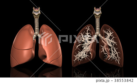 肺のイラスト素材
