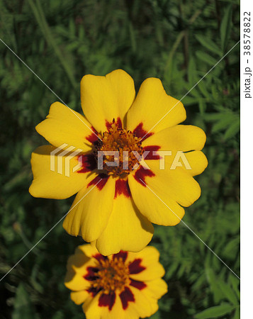 ジャノメギク 花 植物 アップの写真素材