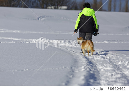 犬 柴犬 雪 振り返るの写真素材 Pixta