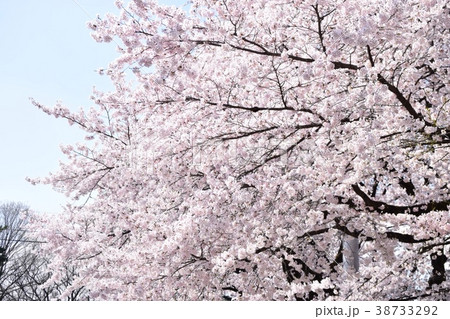 花 枝 桜 枝葉の写真素材