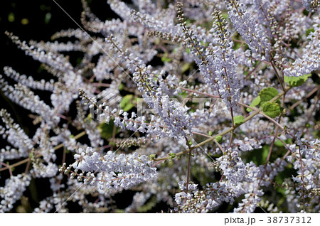 メイフラワー 花の写真素材