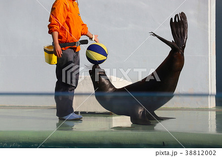 アシカショー ボールの写真素材