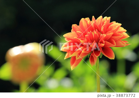 ダリア 花 感謝 花言葉の写真素材 - PIXTA