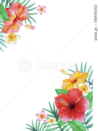 フレーム縦 フレーム イラスト 夏の花のイラスト素材