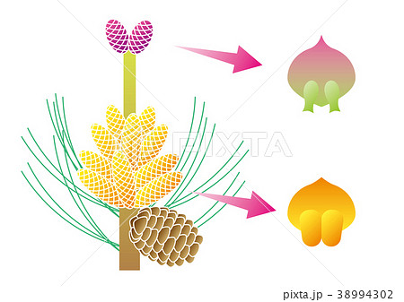 マツ 花 松 雄花のイラスト素材