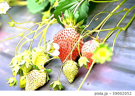 イチゴの苗のイラスト素材